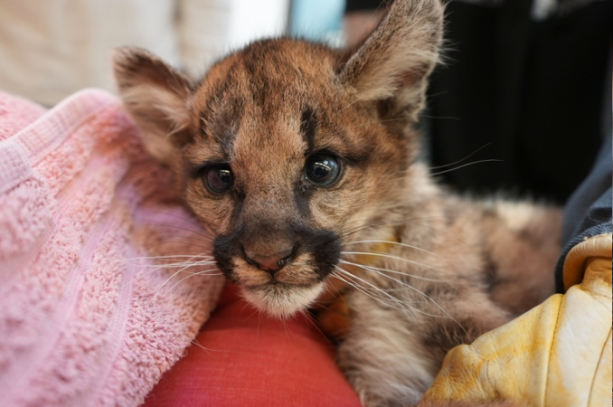 Orphan mountain lion cubs brought to Oakland Zoo 