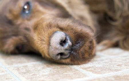 veterinary-dog-falling-asleep-on-the-ground-164385798-450.jpg