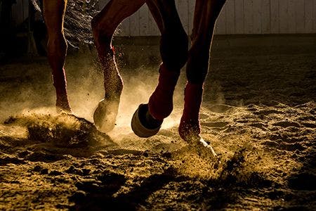 veterinary_horse_training_dust_legs_SilviuFlorin_AdobeStock_197356068_450.jpg