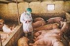 FDA to Monitor Antimicrobial Use in Livestock&mdash;Experts Push for Further Action