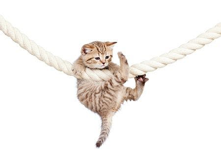 veterinary-kitten-hanging-on-rope-AdobeStock_42602154-450.jpg