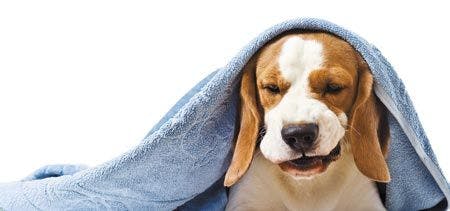 veterinary-very-much-sick-dog-isolated-on-a-white-background-450px-shutterstock-115197442.jpg
