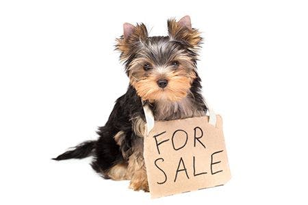 veterinary-cute puppy-AdobeStock_65009046_450.jpg