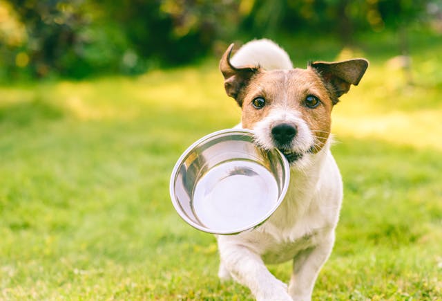 What’s new in pet foods?