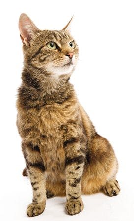veterinary-Cat-sitting-79168045.jpg
