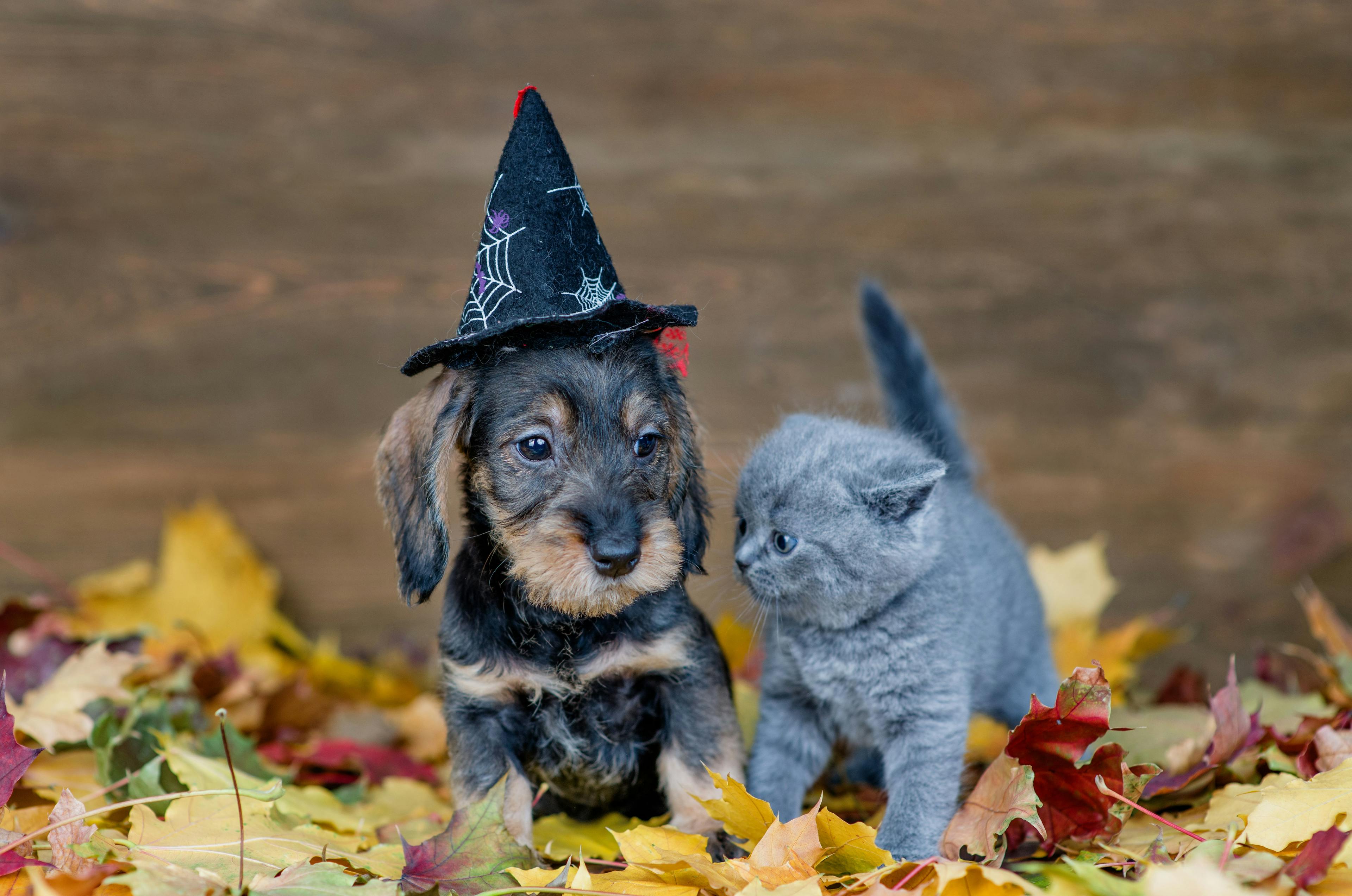 Halloween pet safety tips: Keep the “spooky” in spooky season just for humans 