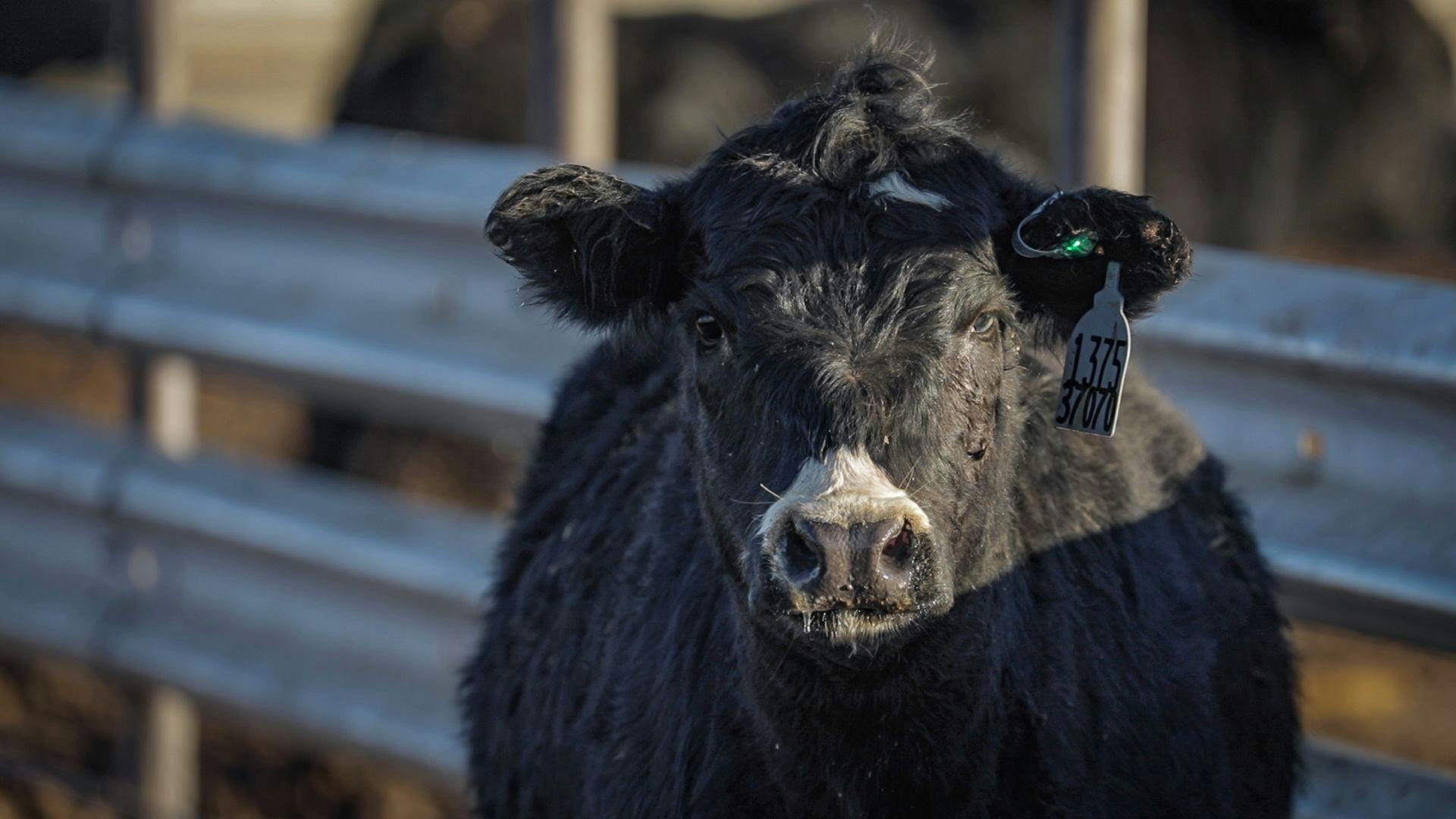 Photo credit: Merck Animal Health

SenseHub Feedlot technology utilizes an electronic ear tag with a flashing LED light to make it easier for pen riders to correctly identify and pull sick animals.