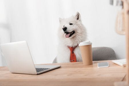veterinary-business-dog-in-red-necktie-working-with-laptop-450px-shutterstock-756067828.jpg
