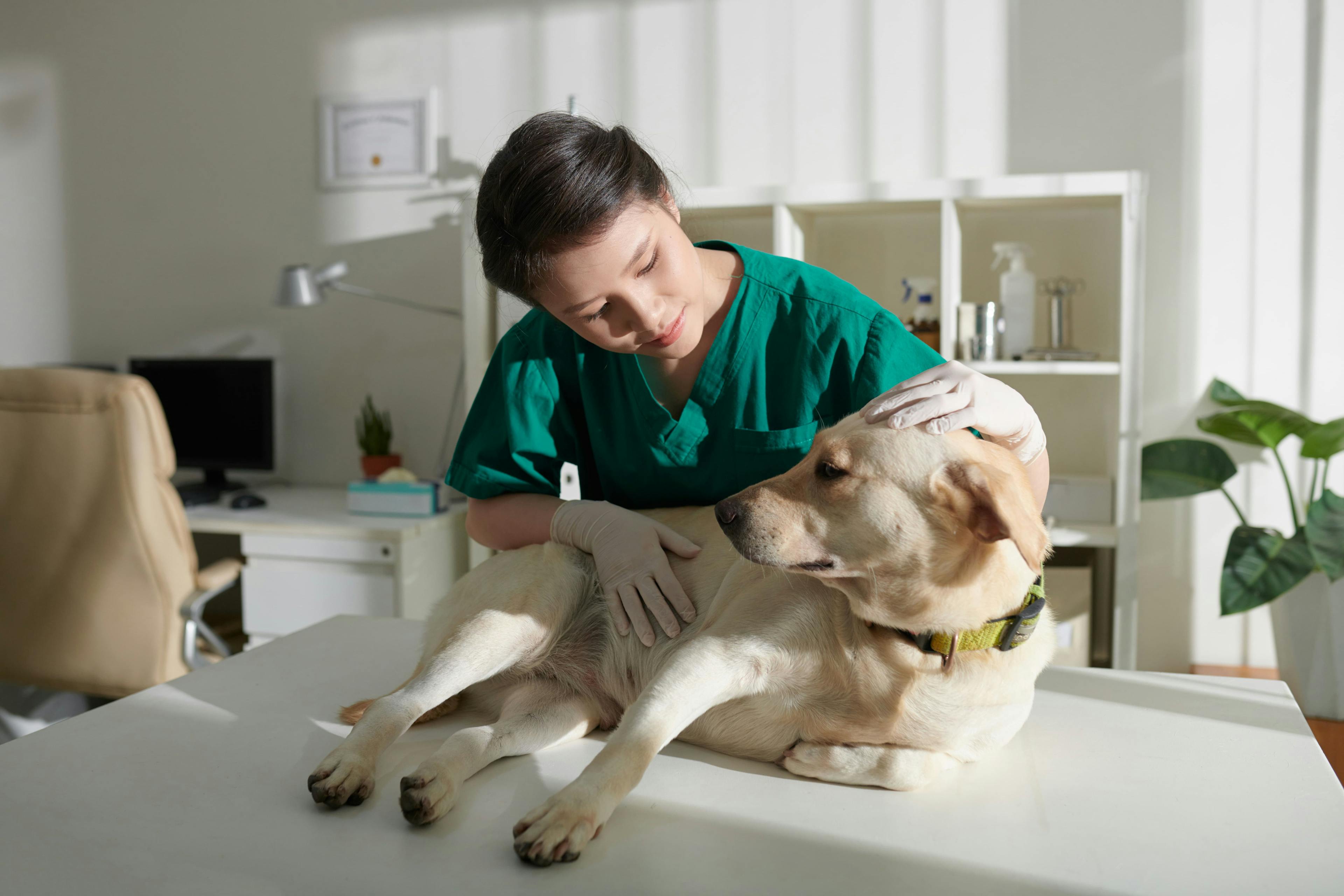 veterinary technician with dog / DragonImages / stock.adobe.com