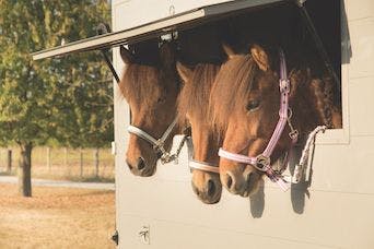 Horse Transportation Survey