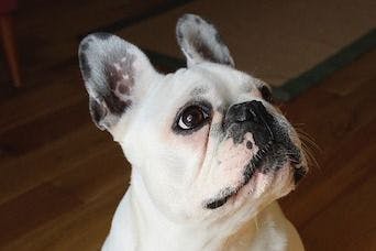 French bulldog features