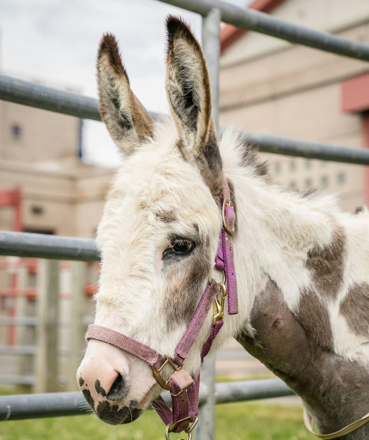 Mini donkey successfully receives pacemaker to manage fatal heart condition 