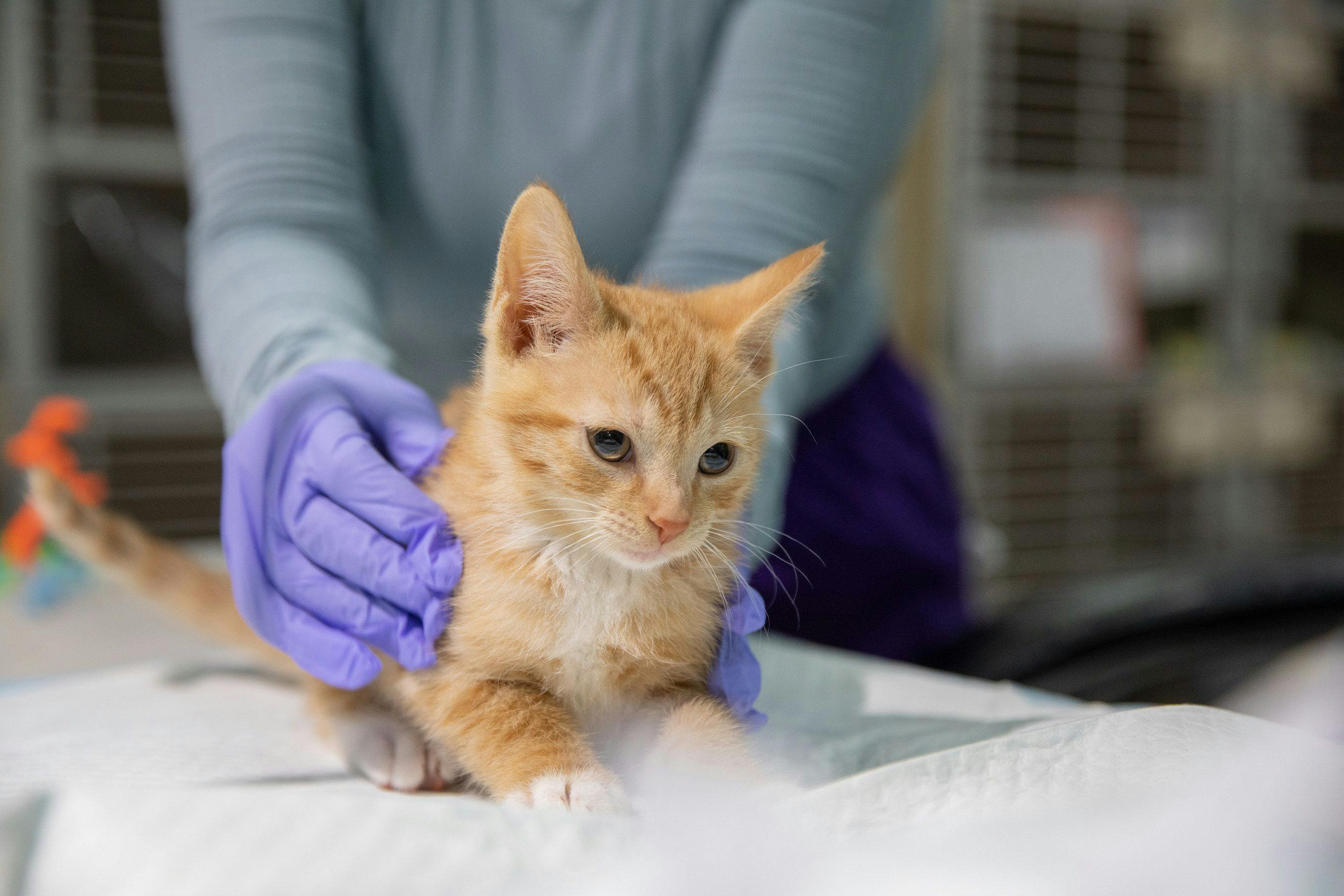 Zanzibar arrived at the ASPCA Kitten Nursery at 4 weeks of age in need of treatment for an upper respiratory infection. Now that she has recovered and matured, she will soon be available for adoption. (Image courtesy of ASPCA)