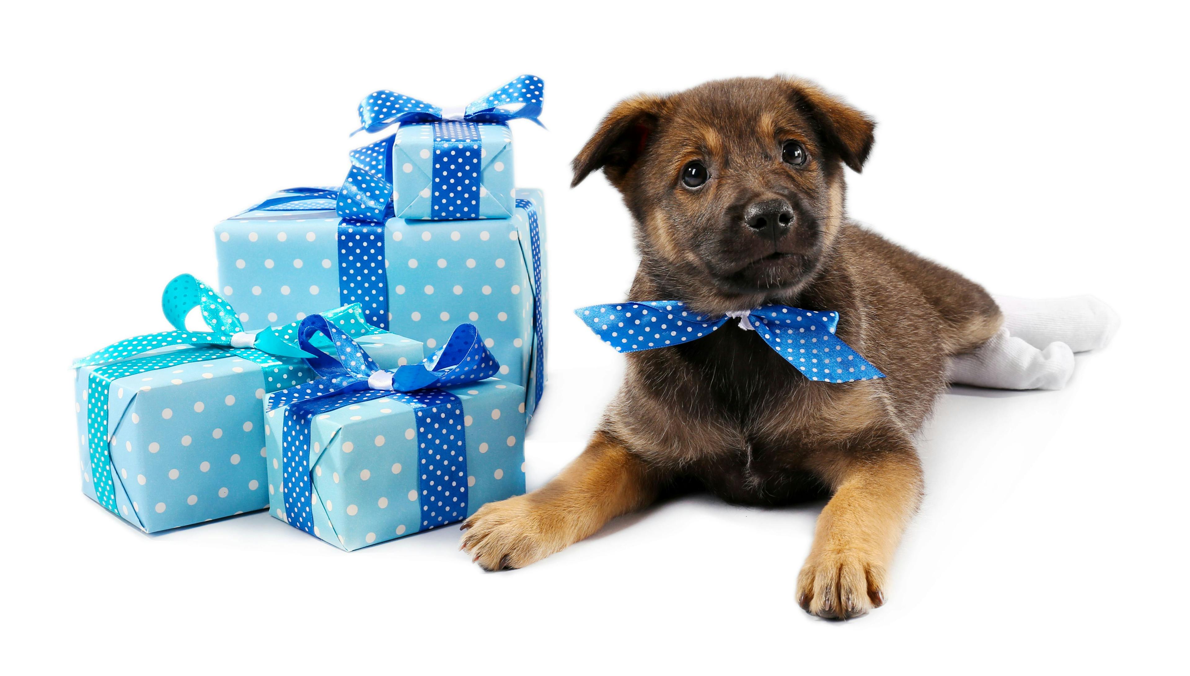 Holiday gift ideas for pets and professionals
