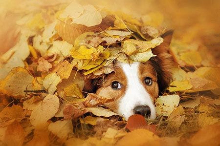 Veterinary-dog-border-collie-leaves-fall-AdobeStock_80636094_450.jpg