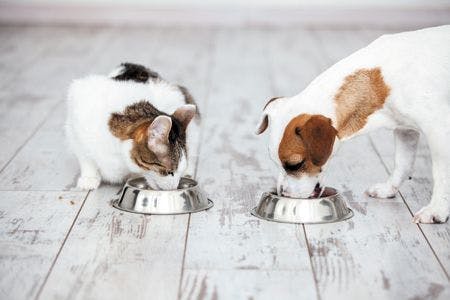 veterinary-dog-cat-eating-food-450px-shutterstock-600630008.jpg