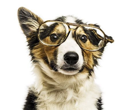 veterinary-dog-close-up-of-a-border-collie-with-old-fashioned-glasses-isolated-on-white-450px-shutterstock-161620193.jpg