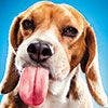 veterinary-Beagle-Sticking-Out-Tongue-157571379-100px.jpg