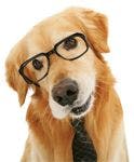 veterinary-dog-golden-glasses-tie-question-807425-1382855208412.jpg