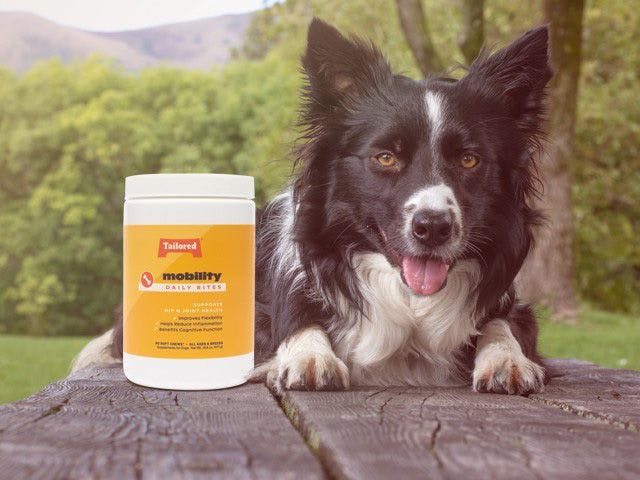 Tailored Pet adds new supplements and treats for its summer product line