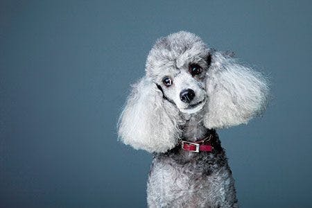 veterinary-dog-poodle-confused-33611184-450px.jpg