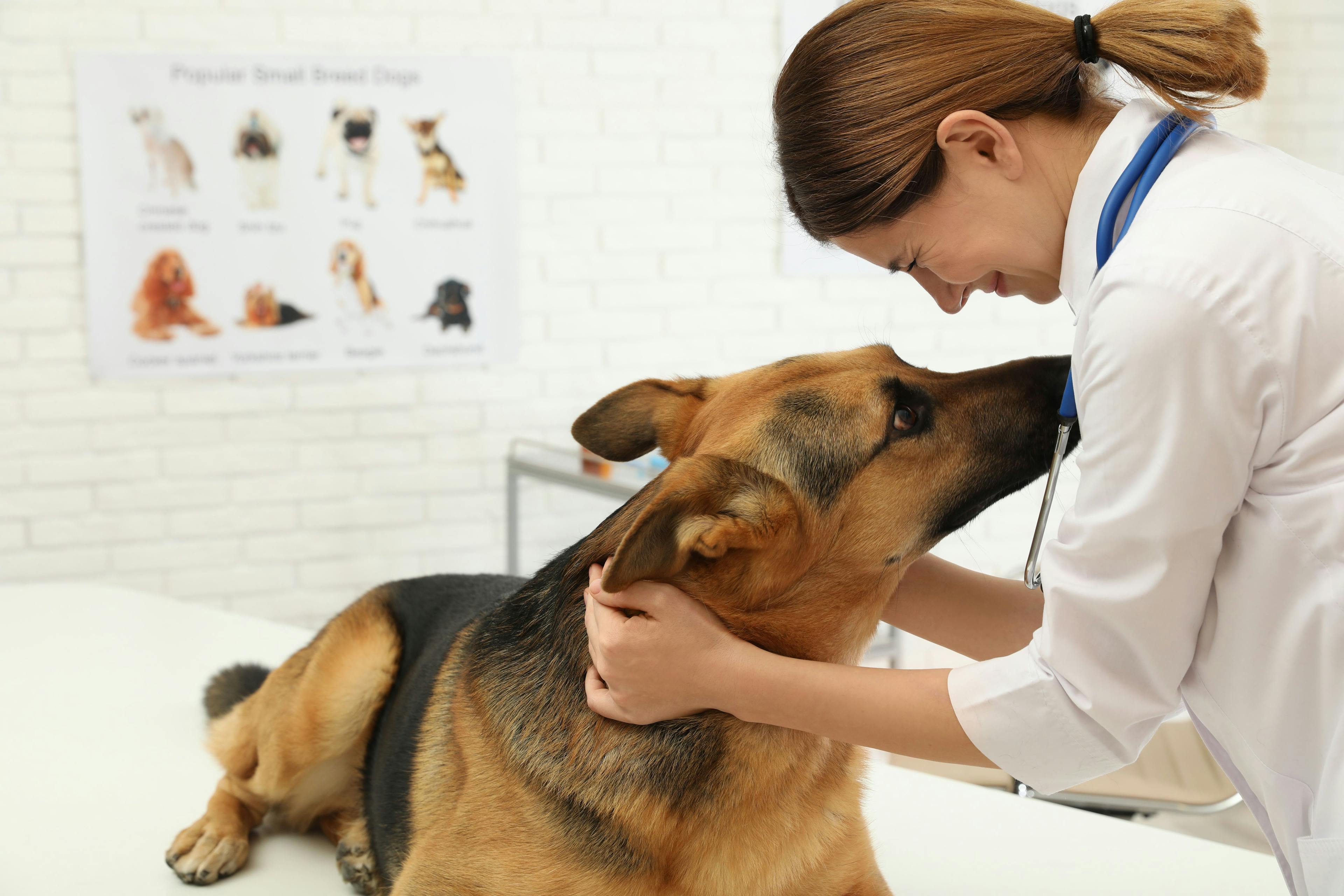 Breakthrough nonsurgical treatment for canine mast cell tumors is now on the market