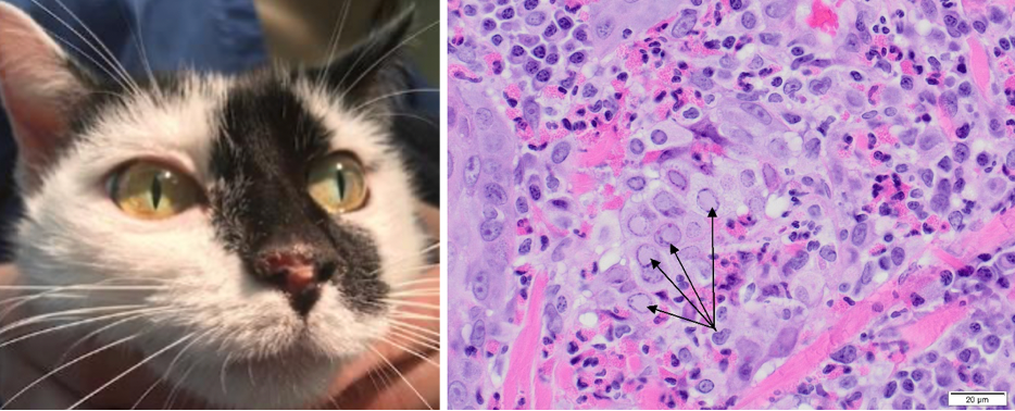 Figure 2. Left, In this cat with feline herpesvirus, the lesion worsened with treatment using steroids. Right, The biopsy showed eosinophilic inflammation and necrosis with multifocal intranuclear viral inclusion bodies (arrows).