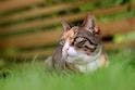 FDA Approves First Drug for Systemic Hypertension in Cats