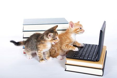 veterinary-two-kittens-laptop-AdobeStock_110373234-450.jpeg