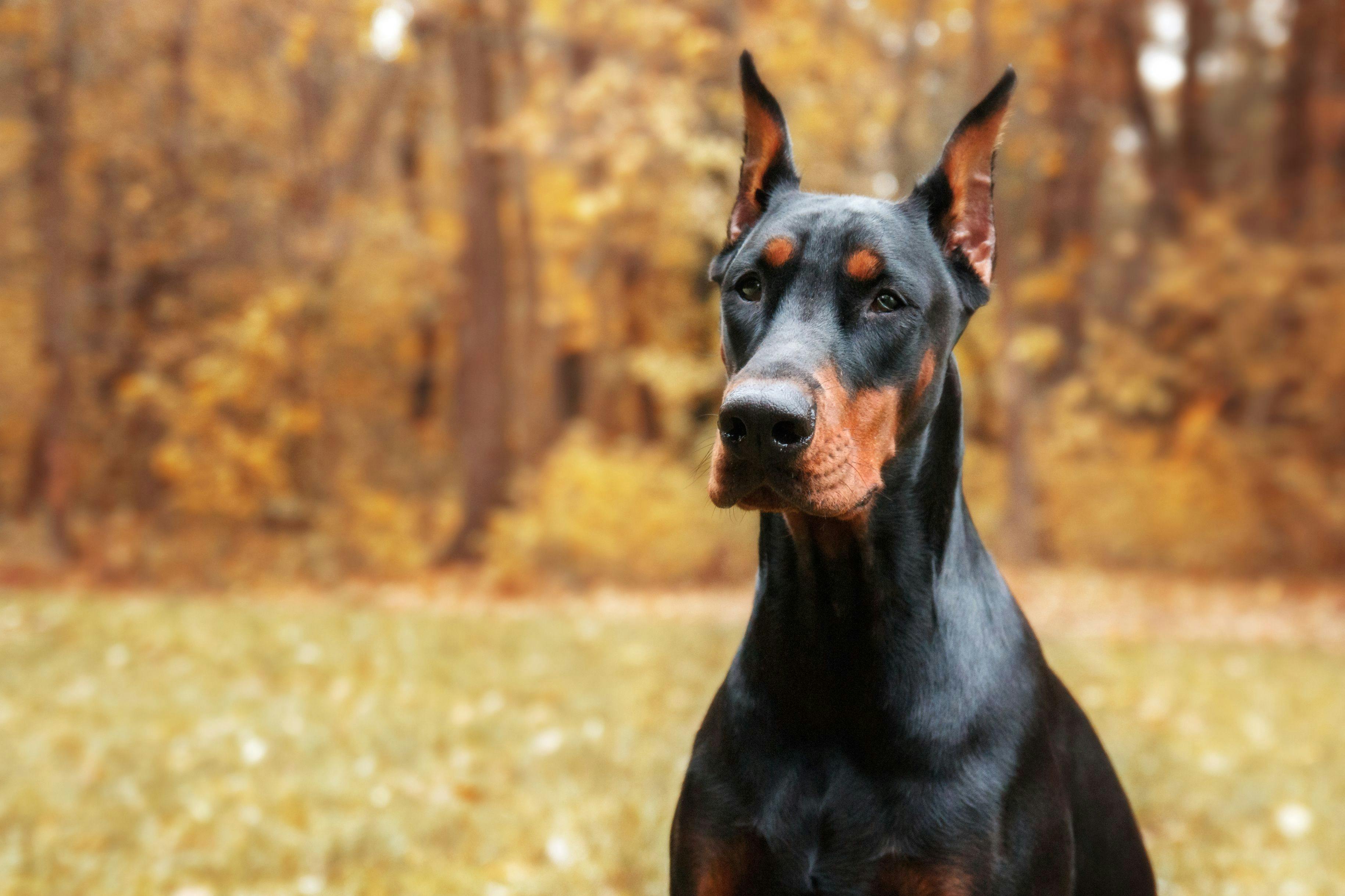 Newly funded study on chronic hepatitis in Doberman Pinschers