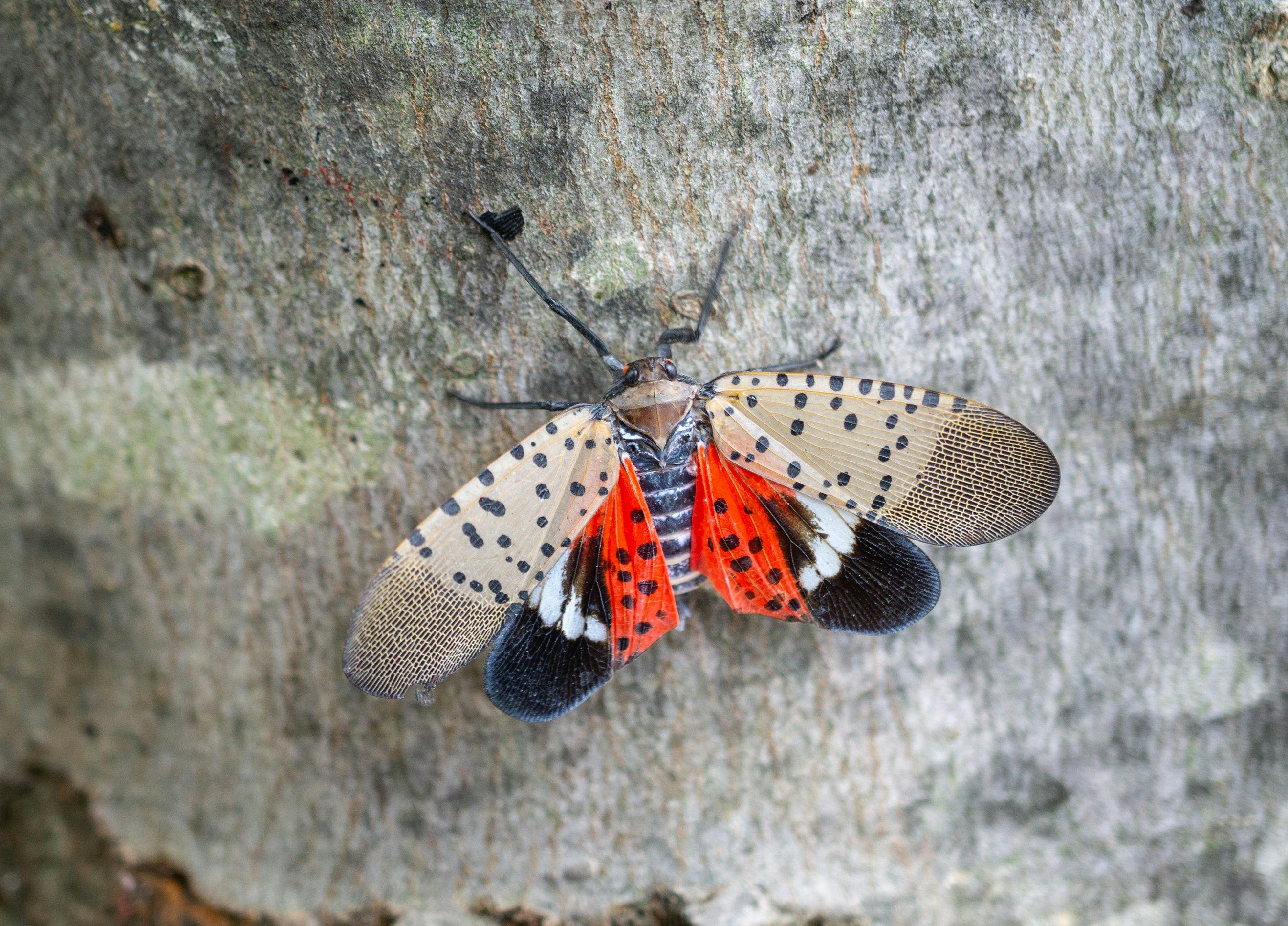 Dogs: Doing their part to help stop the spotted lanternfly spread