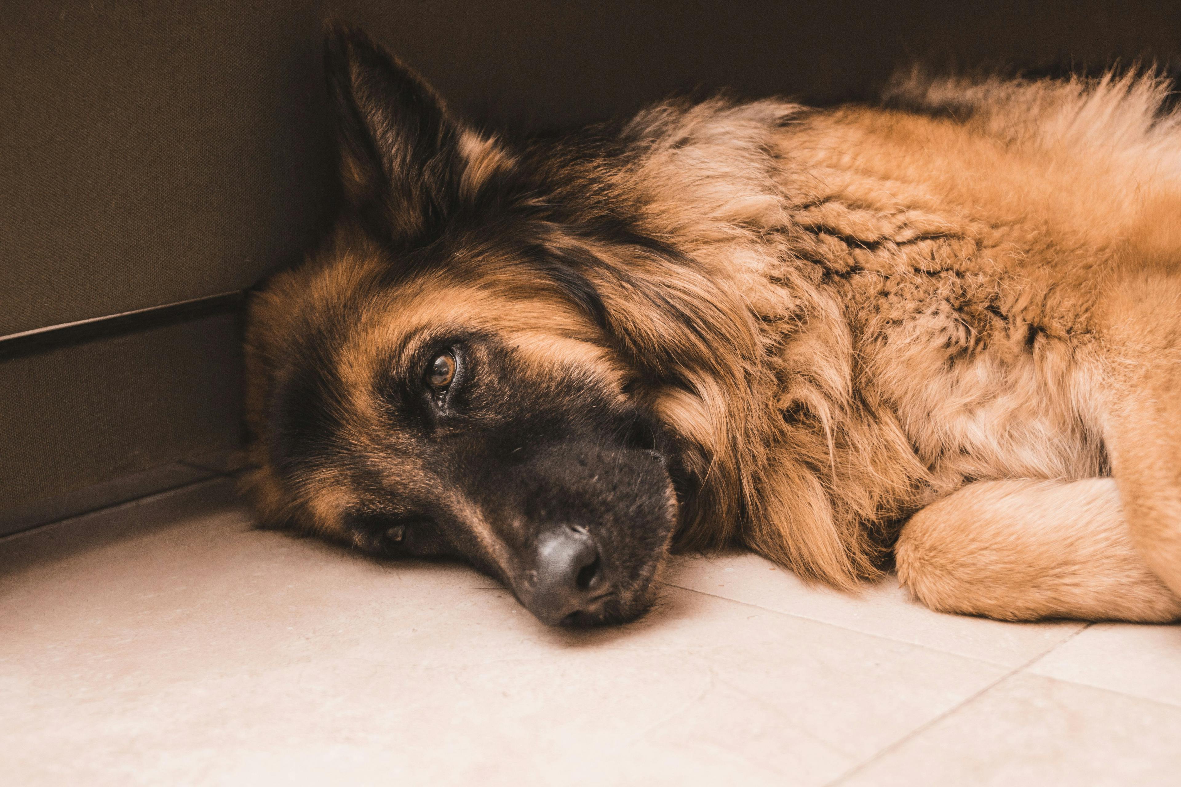 3 must-reads on canine osteoarthritis  