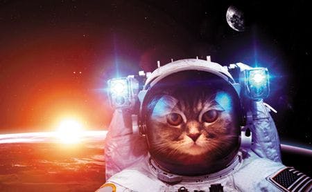 veterinary-kitty-in-space-shutterstock_326794292-450.jpg