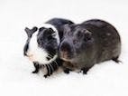 Guinea Pigs Show Resistance to Rhodococcus equi Infection