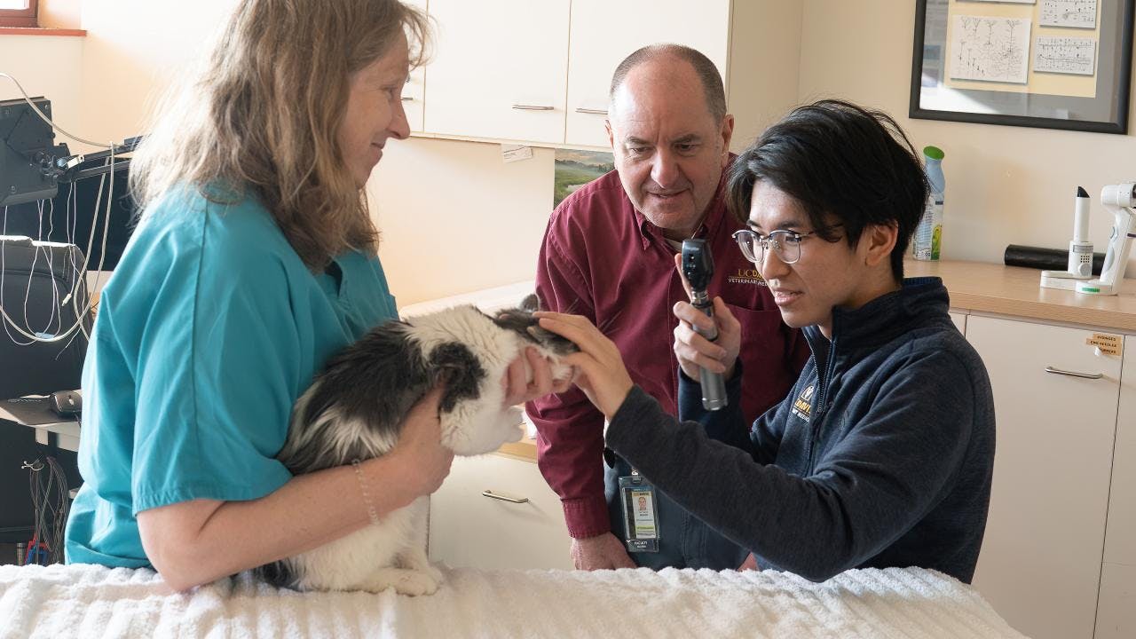 UC Davis School of Veterinary Medicine professors, Karen Vernau (left) and David Maggs (center) mentor student Hikaru (Ray) Shiraishi (right) on the proper techniques of examining a kitten's eyes. (Photo courtesy of UC Davis)