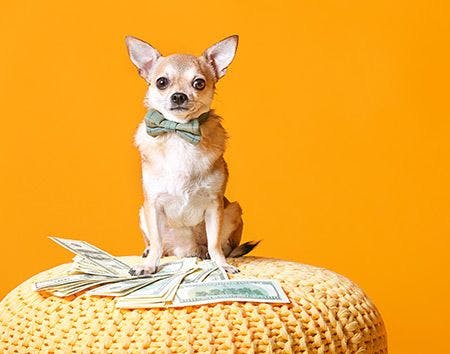 veterinary-chihuahua-dog-small-with-money-orange-business-AdobeStock_270345996-450.jpg