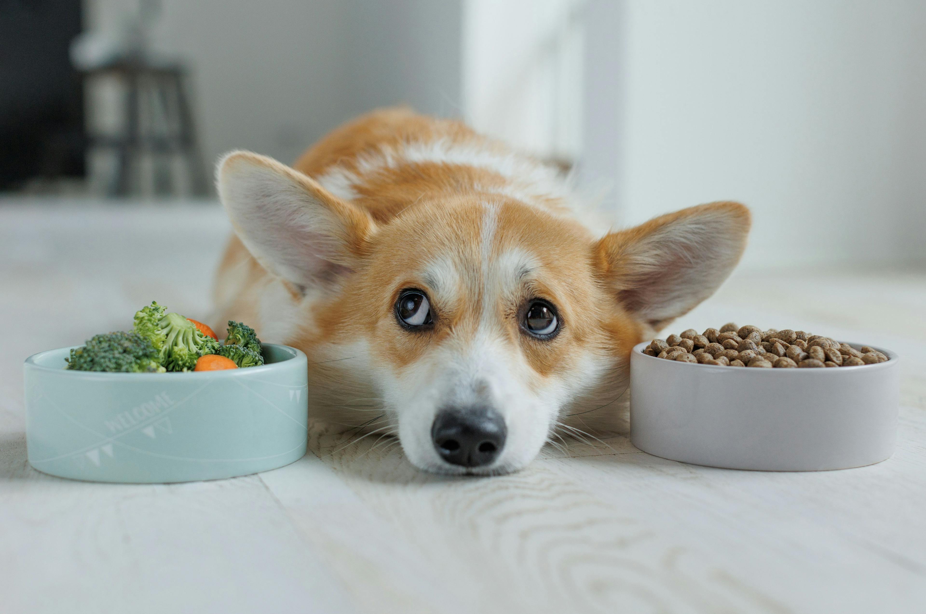Dogs can have healthy outcomes with plant-based diets, studies reveal