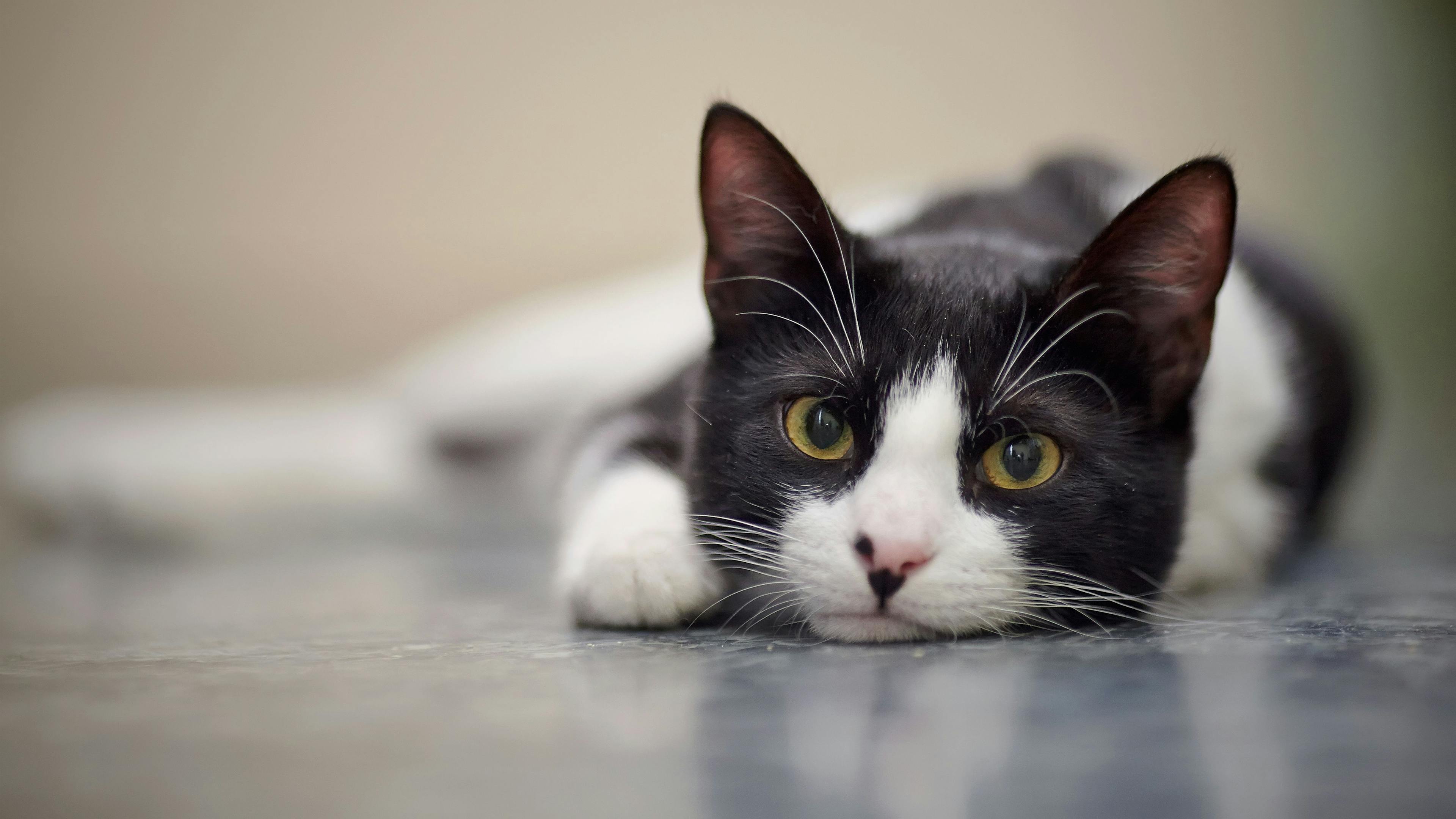 Quiz: How much do you really know about feline parasites?