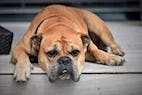 Cannabinoid Product Shown to Increase Comfort, Activity in Dogs With OA