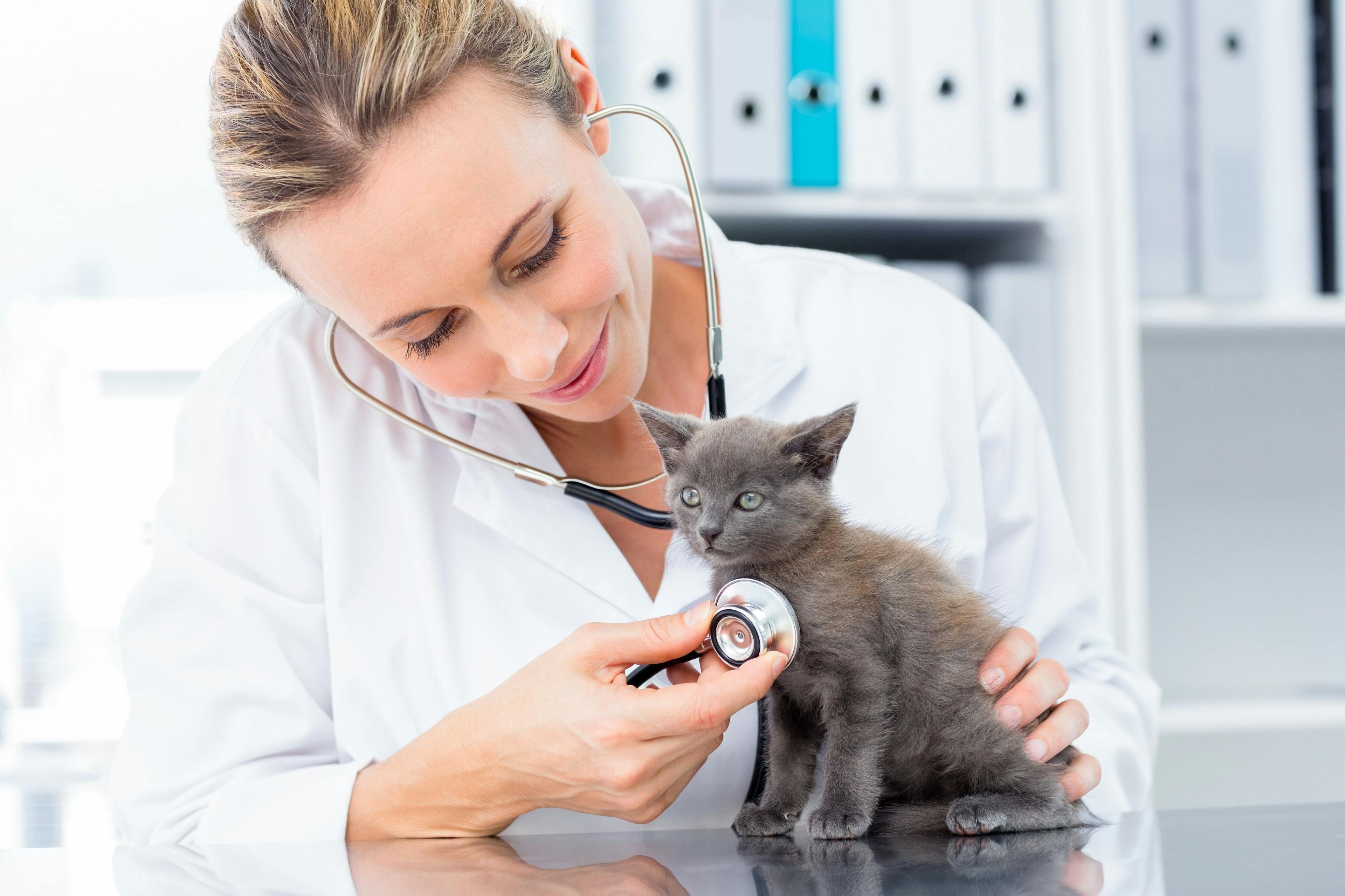 New survey explains why some veterinarians object to ‘fixing felines by 5 months’