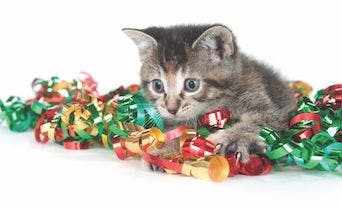 Cat Kitten Holiday Hazards