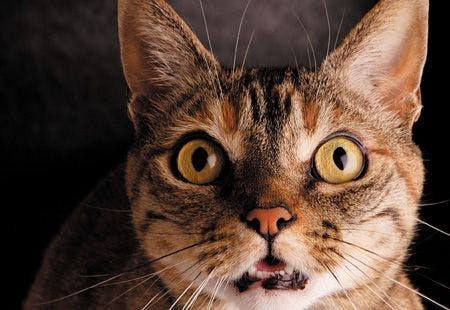 veterinary-Surprised-Face-Cat-185020385_1_450.jpg