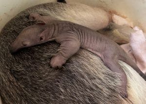 First baby of 2023 born at Cincinnati Zoo 