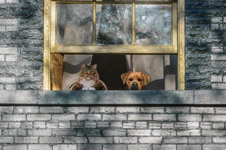 veterinary-a-cat-and-a-dog-looking-out-a-window-shutterstock-408196681_450px.jpg