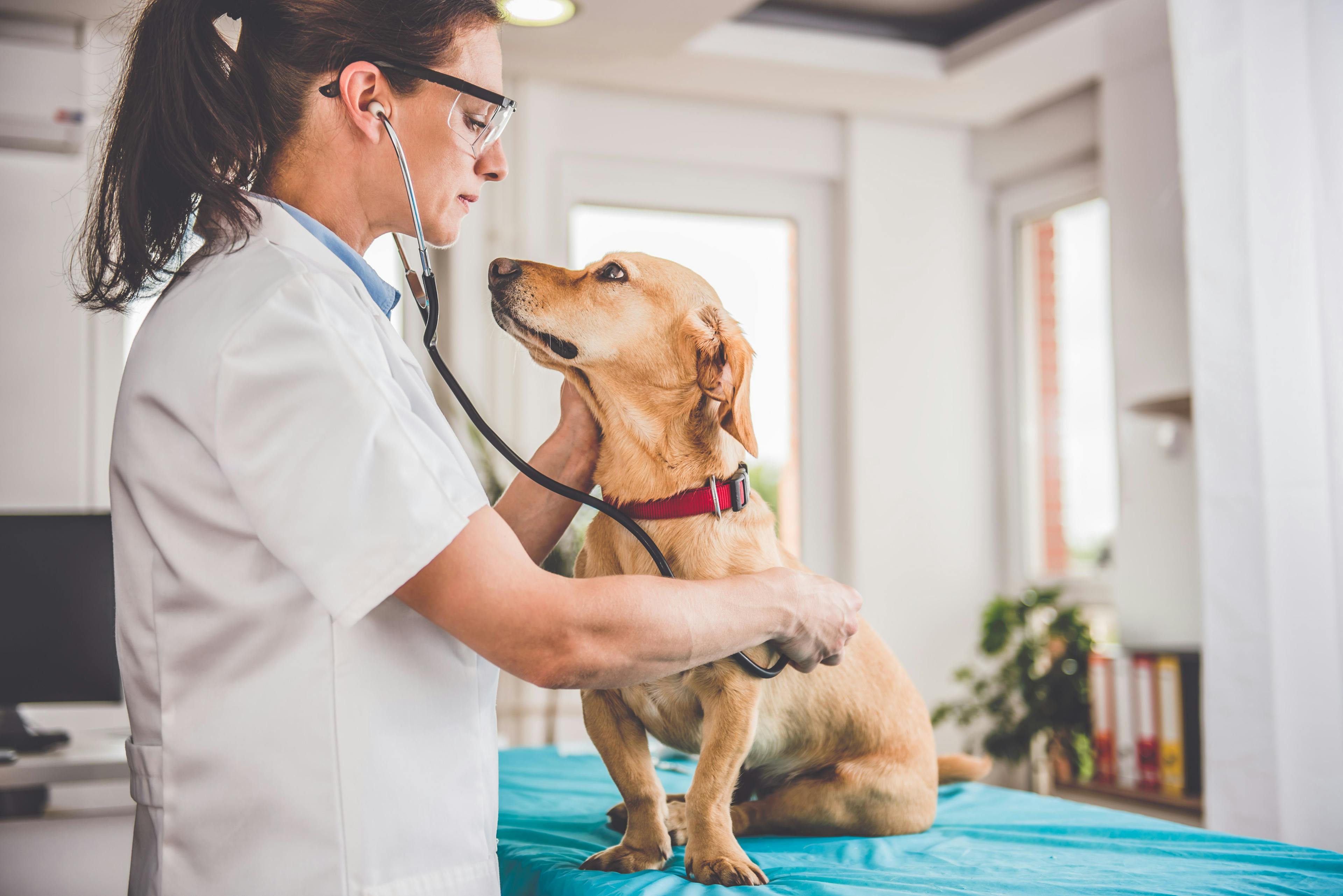Does veterinary medicine need a midlevel professional?