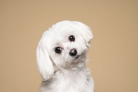 veterinary-cute-white-puppy-posing-in-studio-maltese-dog-450px-shutterstock-558542197.jpg