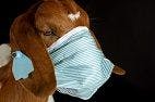 Influenza D in Small Ruminants and Other Species