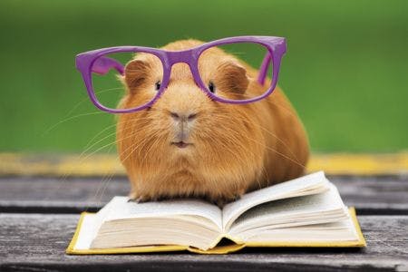 veterinary-funny-guinea-pig-in-glasses-reading-a-book-outdoors-450px-shutterstock-424834873.jpg