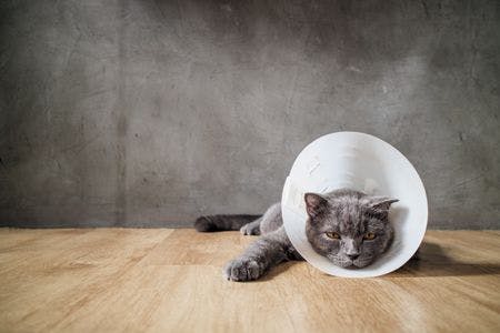 veterinary-sick-cat-with-funnel-cone-collar-prevent-him-450px-shutterstock-452939788.jpg