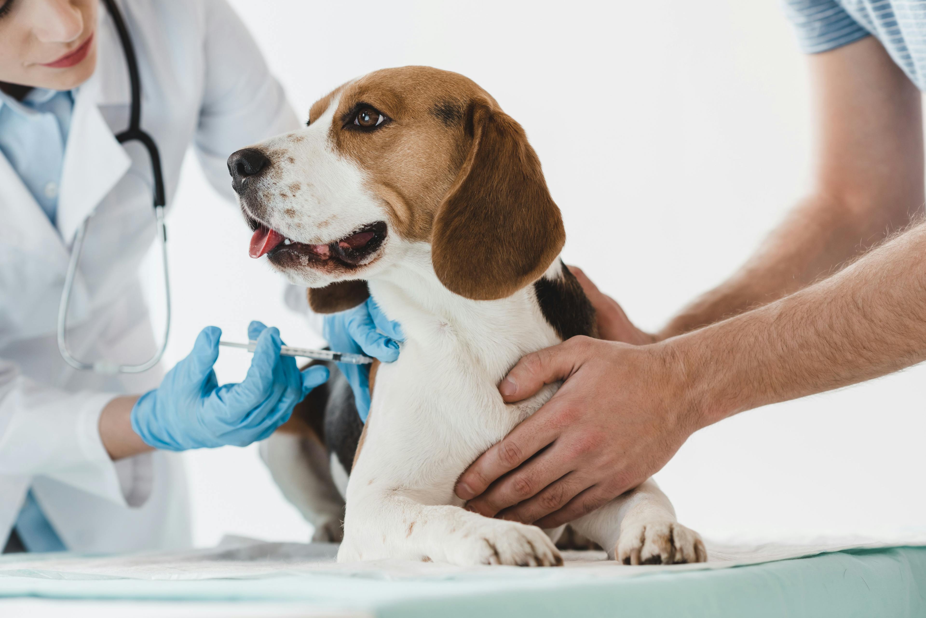 Animal health company assures veterinarians that OA drugs are safe